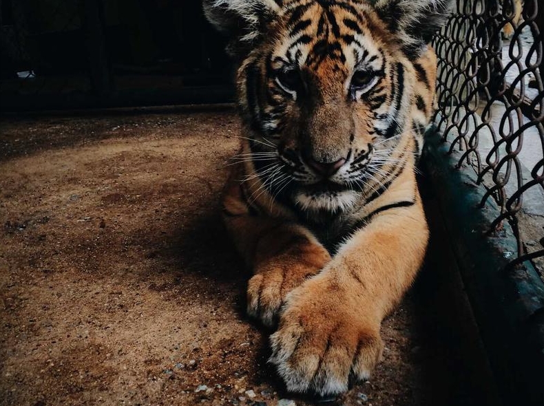 Surfshark TV版下载：Android TV与Fire Stick官方安装方法